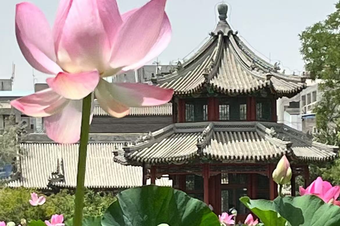 Ancient Lotus Pond
